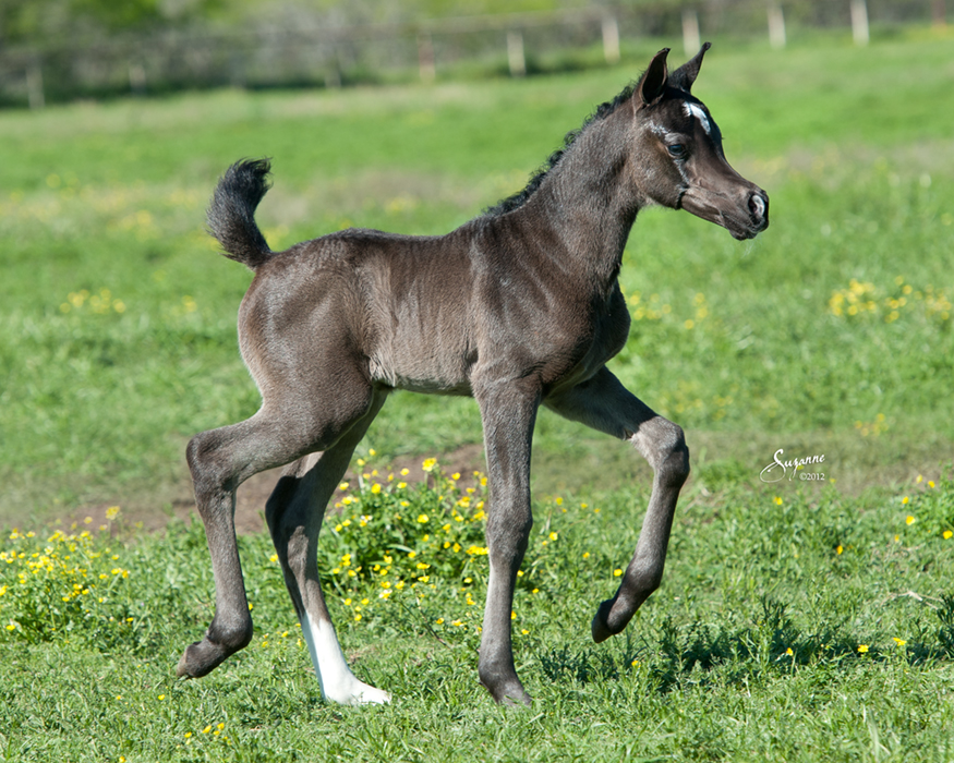Black Arabian Foal